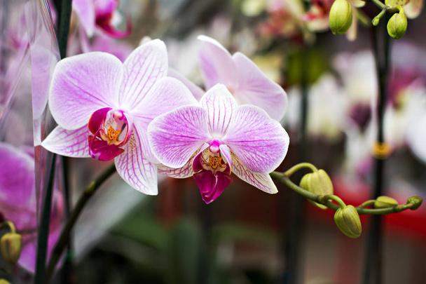 Beautiful Orchid Flowers in the garden  - Photo, Image
