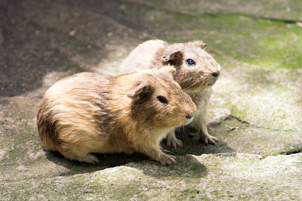 Hamsterpaar im Freien - Foto, Bild