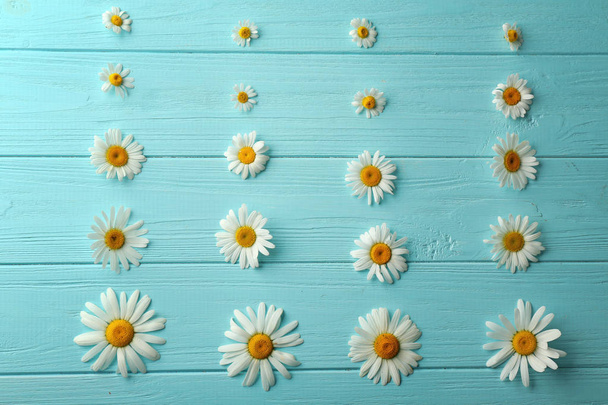 Composition with beautiful chamomile flowers - Fotó, kép