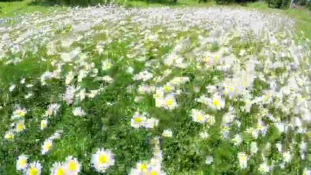 Field with white daisies - Footage, Video