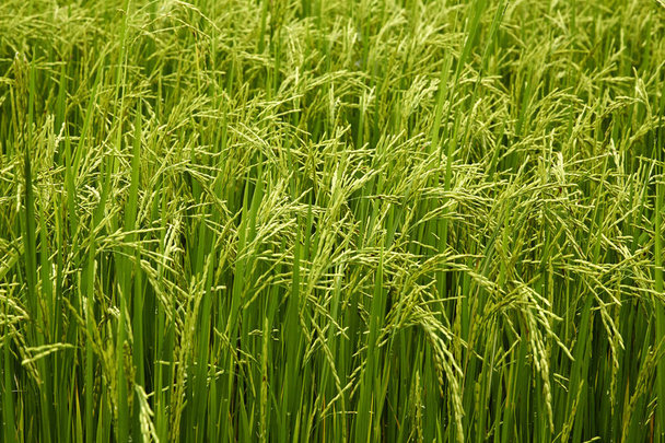 Jasmínová rýže pole - Fotografie, Obrázek