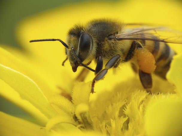 mehiläinen kerää siitepölyä keltainen kukka - Valokuva, kuva