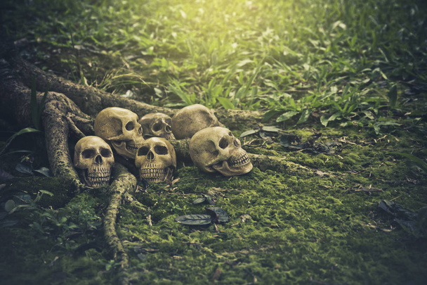 Martwa natura z ludzkiej czaszki na korzenie  - Zdjęcie, obraz