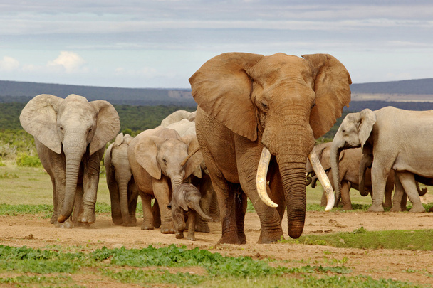 Troupeau d'éléphants
 - Photo, image