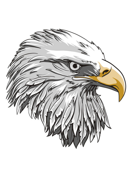 Plantilla de logotipo de cabeza de águila, gráfico de mascota de halcón, Retrato de un águila calva. Vector
 - Vector, Imagen
