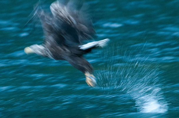 Aigle de mer attraper un poisson
 - Photo, image