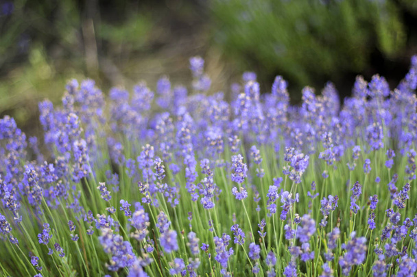 Beautiful image of lavender field, Lavender flower field, image for natural background - Foto, Imagen