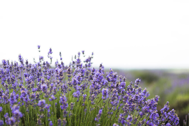 Beautiful image of lavender field, Lavender flower field, image for natural background - 写真・画像