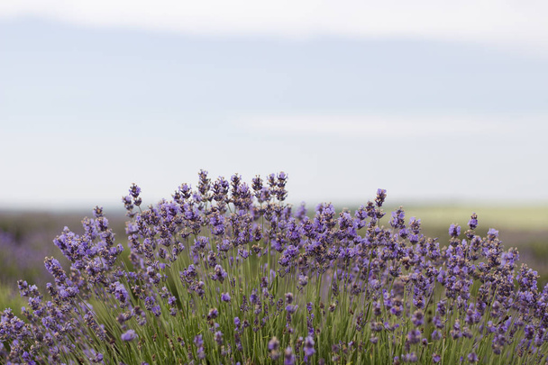 Beautiful image of lavender field, Lavender flower field, image for natural background - Foto, Imagen
