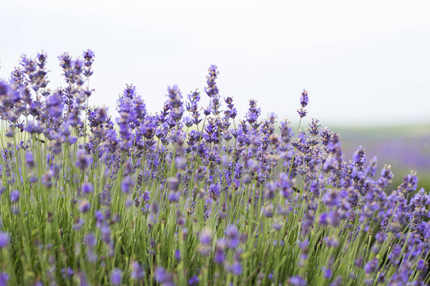 Beautiful image of lavender field, Lavender flower field, image for natural background - 写真・画像