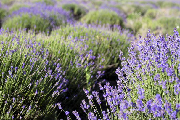 Beautiful image of lavender field, Lavender flower field, image for natural background - Fotografie, Obrázek
