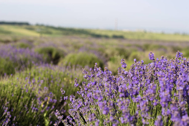 Beautiful image of lavender field, Lavender flower field, image for natural background - Φωτογραφία, εικόνα