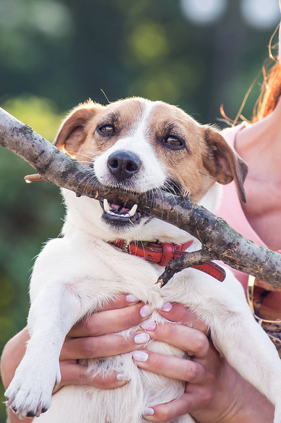 Jack Russell Terrier perro sosteniendo un palo de madera en las manos del propietario. Un perro mirando a la cámara
 - Foto, imagen