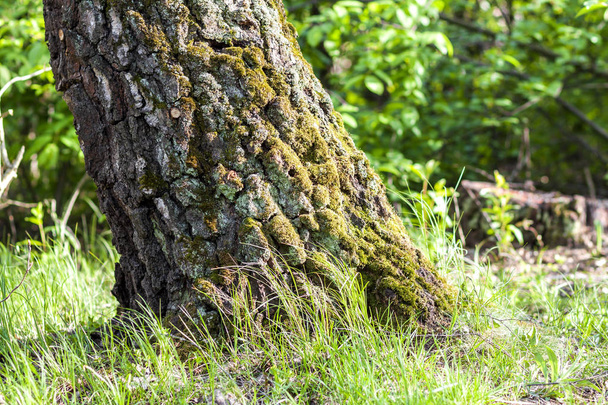 Stump avec mousse dans la forêt d'automne. Vieux tronc d'arbre recouvert de mo
 - Photo, image