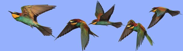 gyapjú színes madarak repül át az égen - Fotó, kép