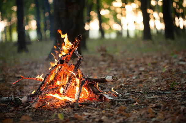 Large bonfire in a forest - Zdjęcie, obraz