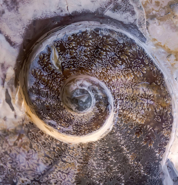 Detail of Ammonite fossil - Photo, Image