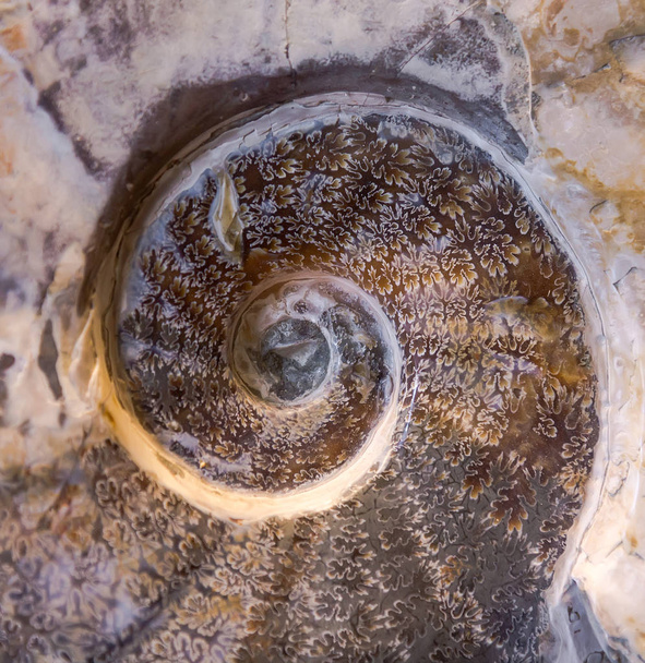 Detalle de fósil de amonita
 - Foto, imagen