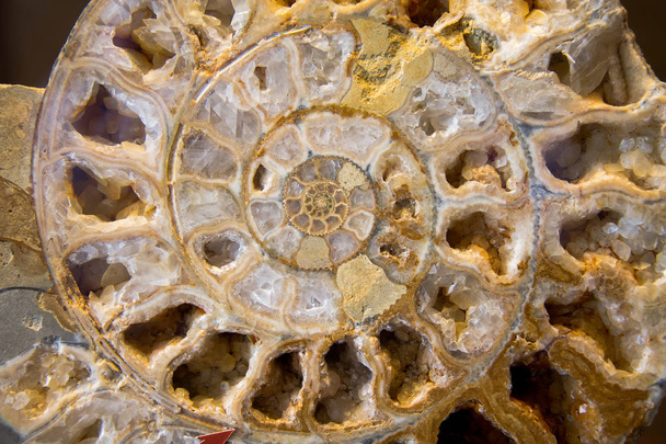 Ammonit fosil detay  - Fotoğraf, Görsel