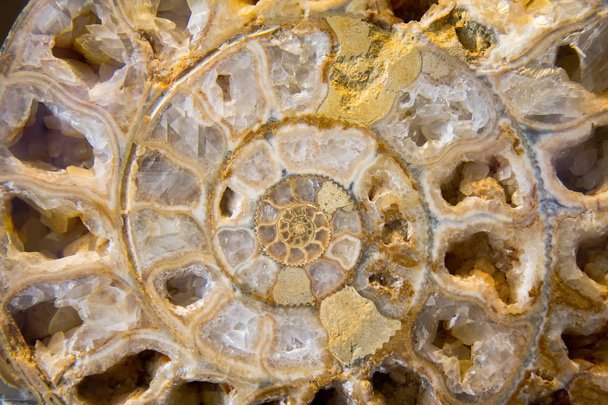 Detalle de fósil de amonita
  - Foto, Imagen