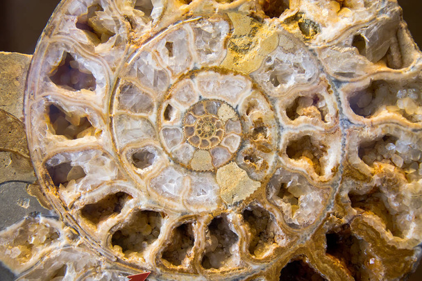 Detail of Ammonite fossil  - Photo, Image