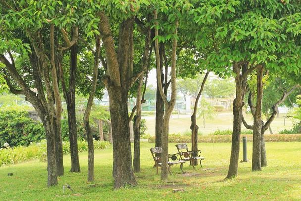 Mooie boom op groen gras in openbaar park   - Foto, afbeelding