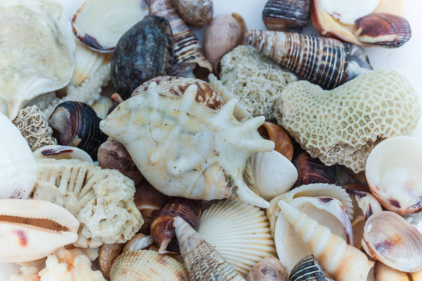Kabukları ve mercan Hint Okyanusu - Fotoğraf, Görsel