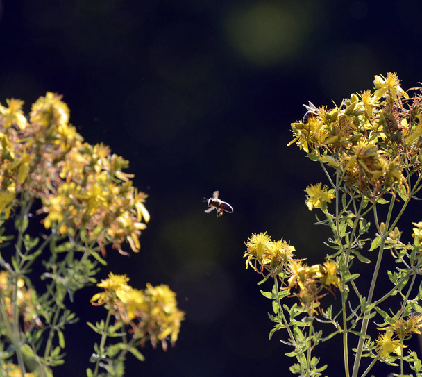 зображення бджоли на жовті квіти звіробою звичайного, Сент-Джона, варто - Фото, зображення