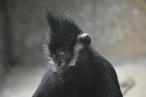 Francois Langur Monkey - Fotografie, Obrázek