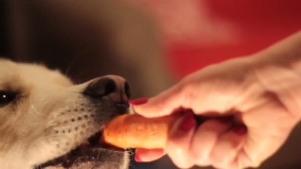 El perro tomando cuidadosamente la comida (zanahorias) de la mano
 - Imágenes, Vídeo