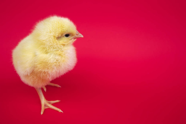 kleine Baby-Vogel Henne Küken Huhn auf rotem Hintergrund Bauernhof Studio eine niedliche Feder  - Foto, Bild