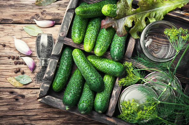 Fresh cucumbers for pickling - Photo, image