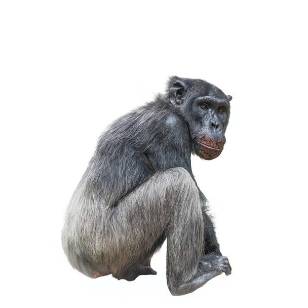 Thinking chimpanzee portrait isolated on white background - Photo, Image