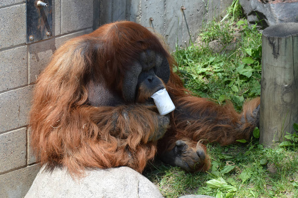 A Male Orangutan - Photo, Image