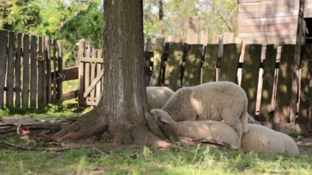 Egy nyáj juh az árnyékban egy fa, a fa kapu, vidéki ház előtt - Felvétel, videó