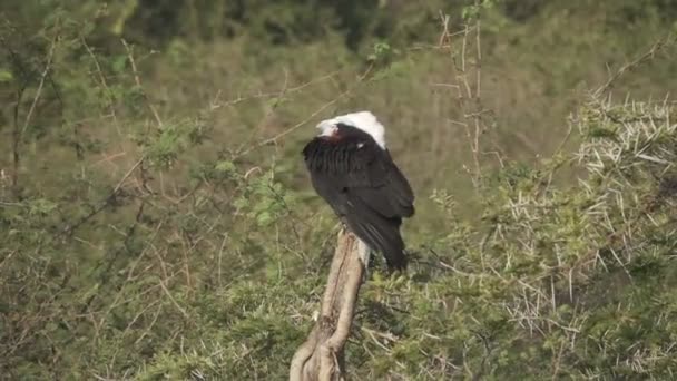 Aquila testa bianca sopra il tronco in super slow motion
 - Filmati, video