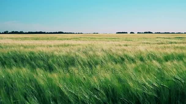 Field of Wheat Swaying in the Wind - Footage, Video