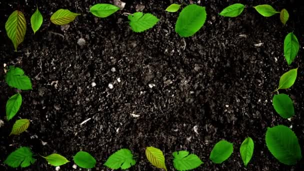 Rama liści na gleby w Stop Motion stylu z Płynna pętla - Materiał filmowy, wideo