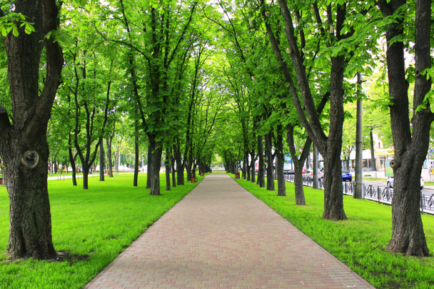 Parque con árboles verdes - Foto, Imagen
