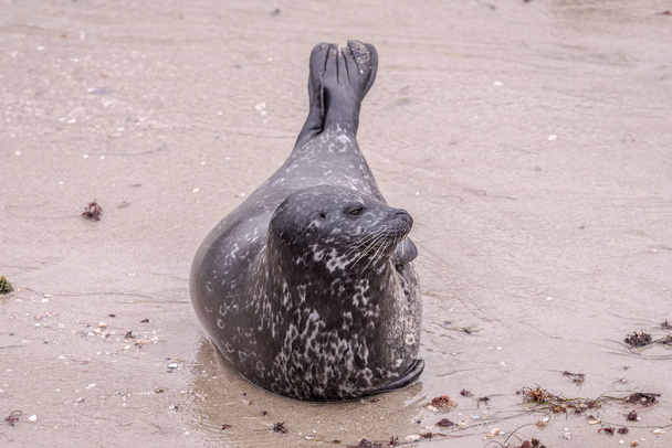 Harbor Seal on the Beach à La Jolla, Californie, USA
 - Photo, image