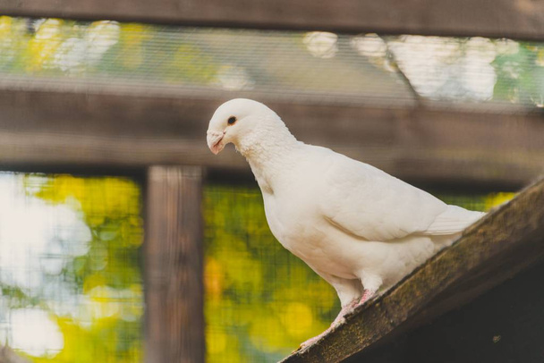 piccione bianco in una gabbia
 - Foto, immagini