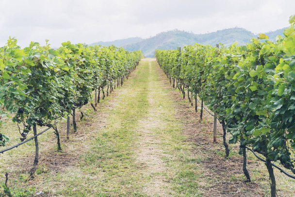 Стежка винограднику і гірський пейзаж на пагорбі
 - Фото, зображення