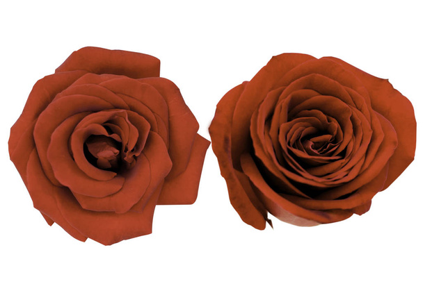 rosa rossa isolata su sfondo bianco - Foto, immagini