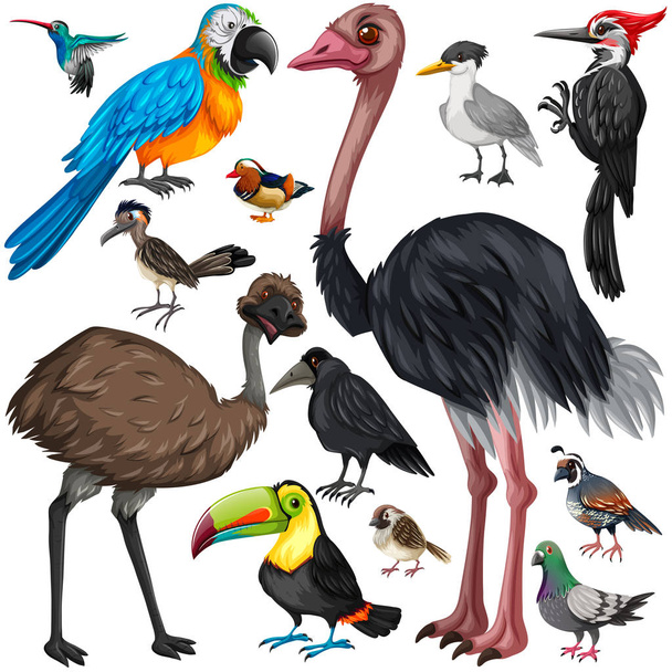 Różnego rodzaju dzikich ptaków - Wektor, obraz