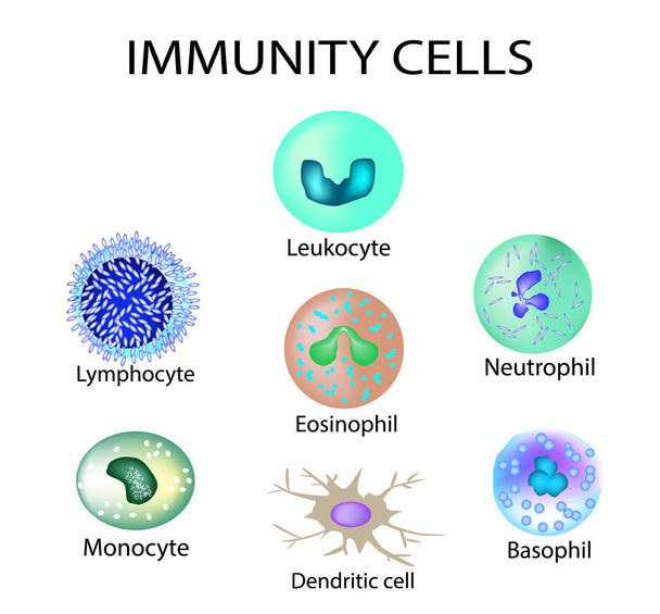 Cells of immunity. Set. Leukocyte, lymphocyte, eosinophil, neutrophil, monocyte, basophil, dendritic cell. Vector illustration on isolated background. - Vector, Image