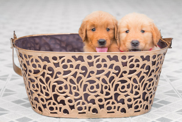 Two adorable golden retriever puppies sitting in big basket - Photo, Image
