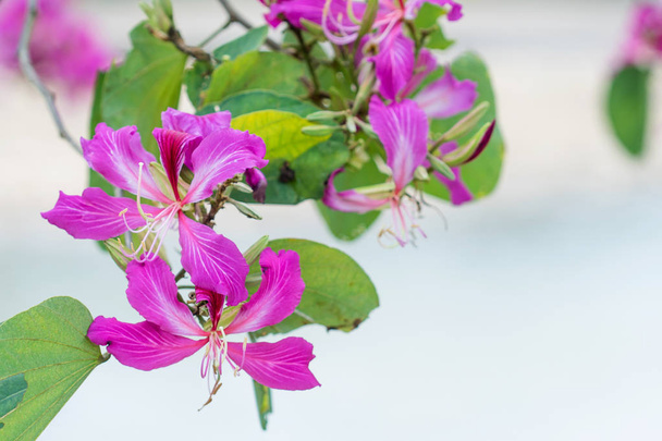 Pembe çiçek (Bauhinia purpurea veya Kelebek ağacı, Orc kapalı - Fotoğraf, Görsel