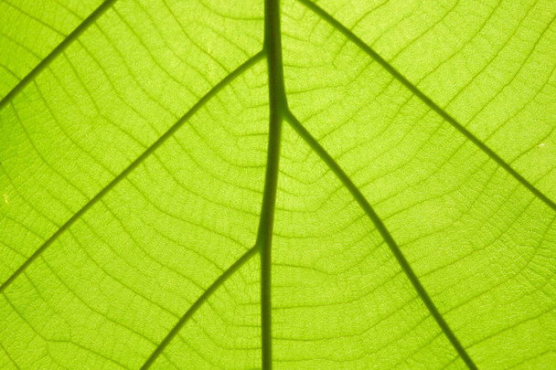 Green leaf texture background - Foto, Bild