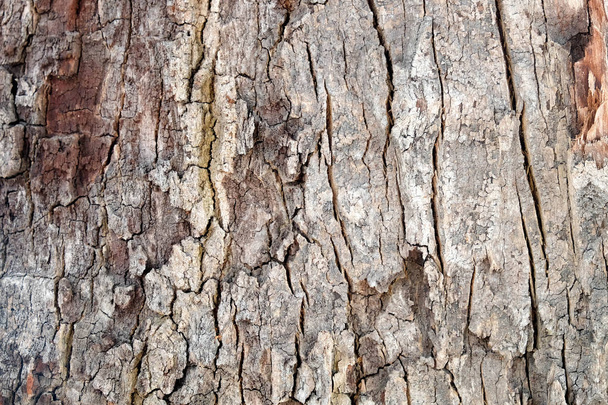 abstrakcyjna tekstura drewna tło - Zdjęcie, obraz