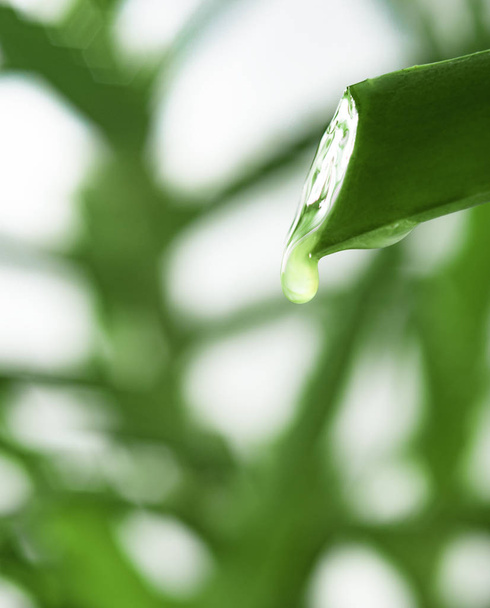  Aloe vera kasvi lehtiä mehu pisara
 - Valokuva, kuva